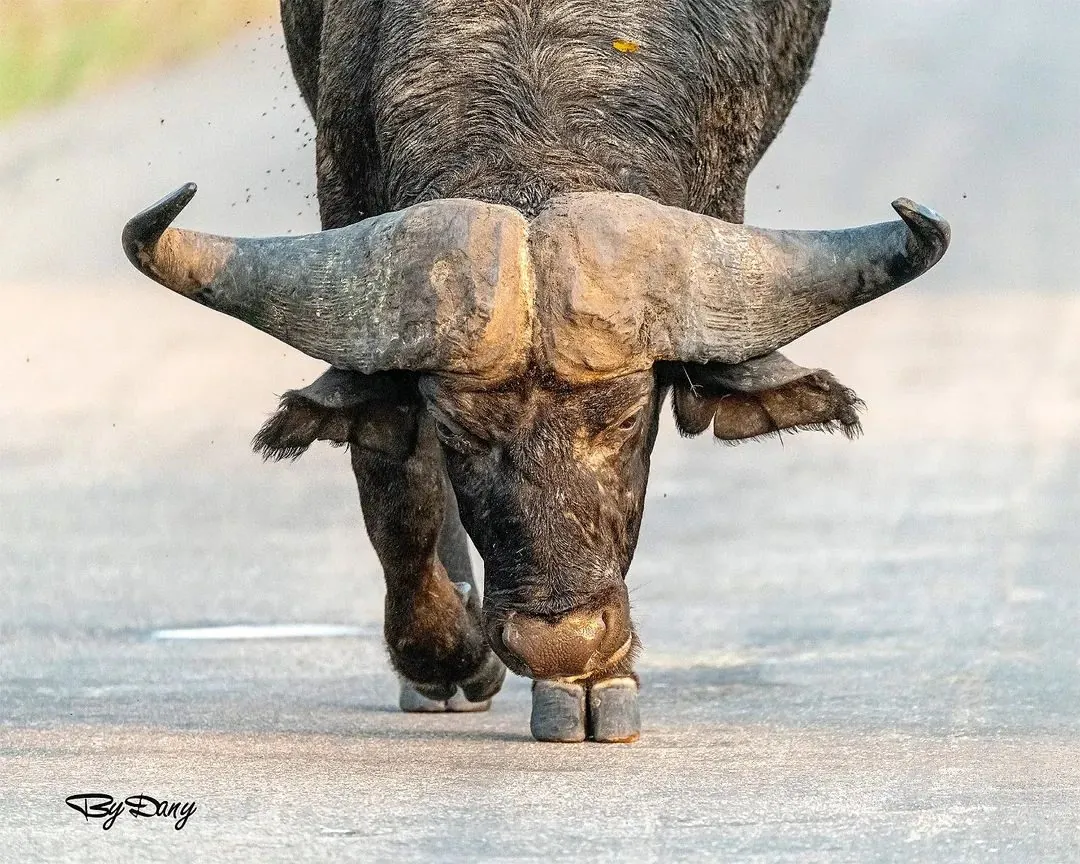 Cape buffalo charging head-on