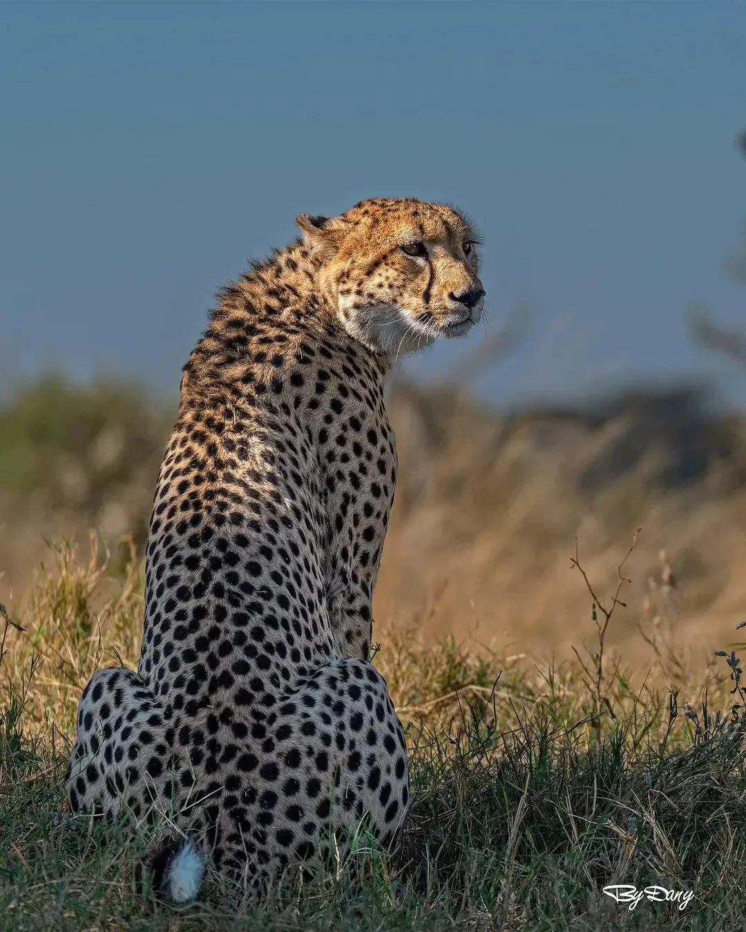 Cheetah at dawn