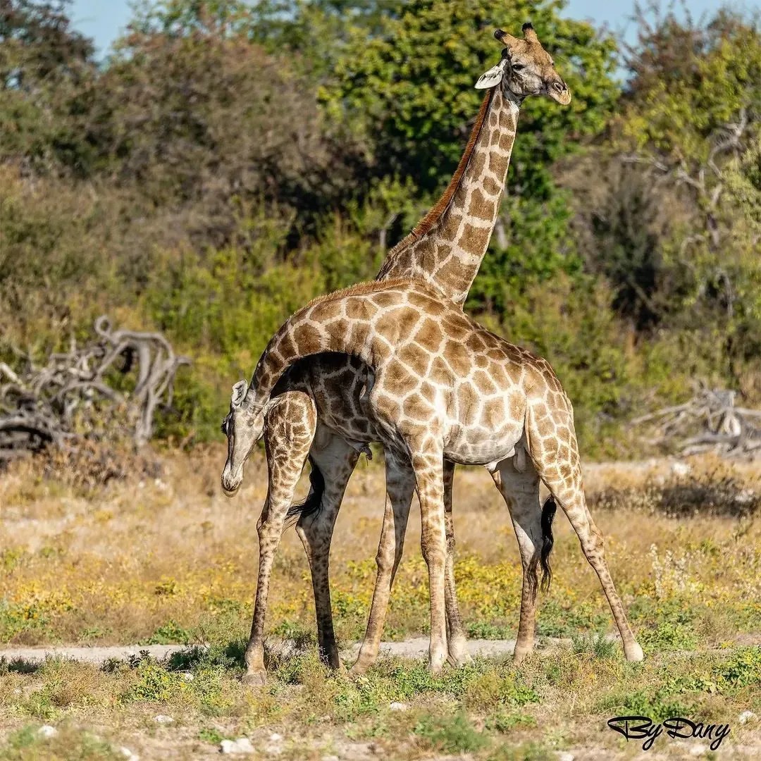 Giraffe mother and nursing calf