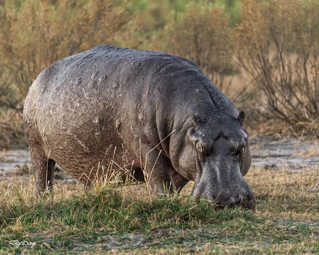 Hippo grazing on the shore