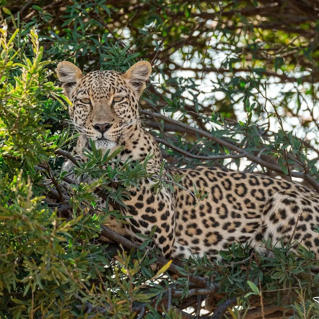 Leopard hidden in the bush
