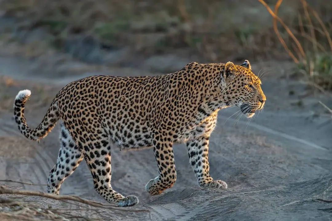 Leopard striding at dusk