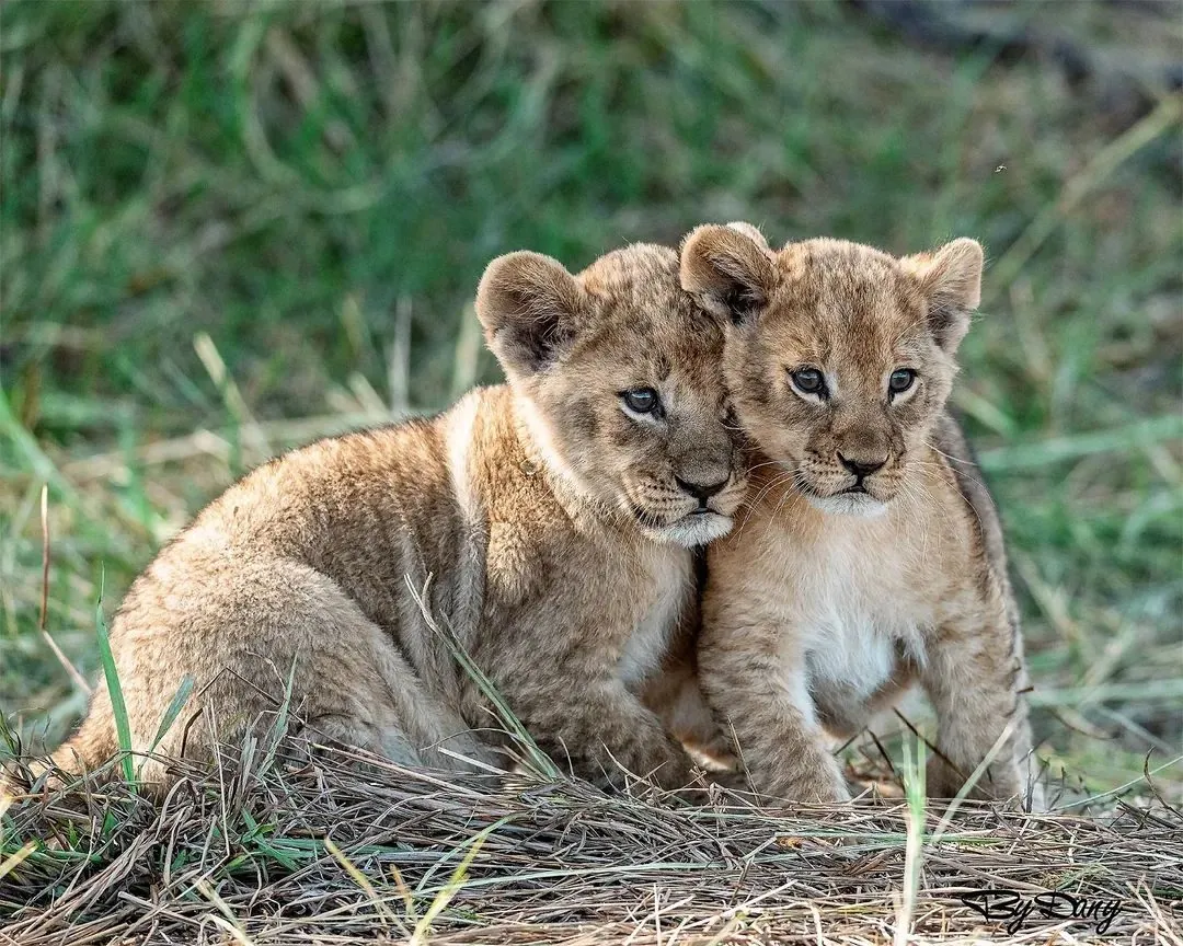 Kenya family safari — two tiny lion cubs in the grass