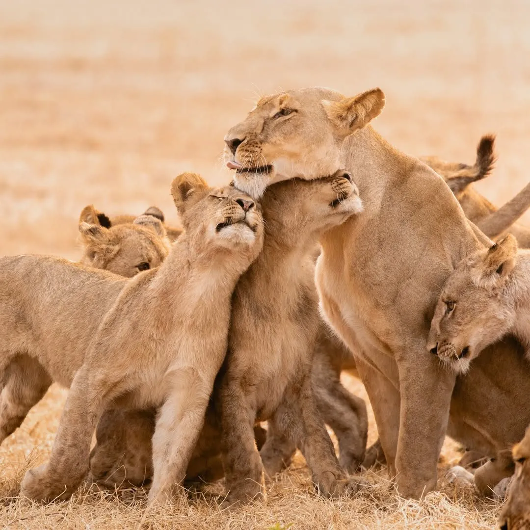 Sky Wild Safaris safari