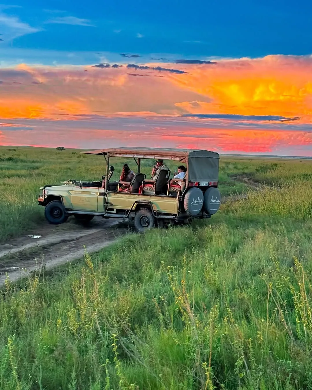 Safari at golden sunset