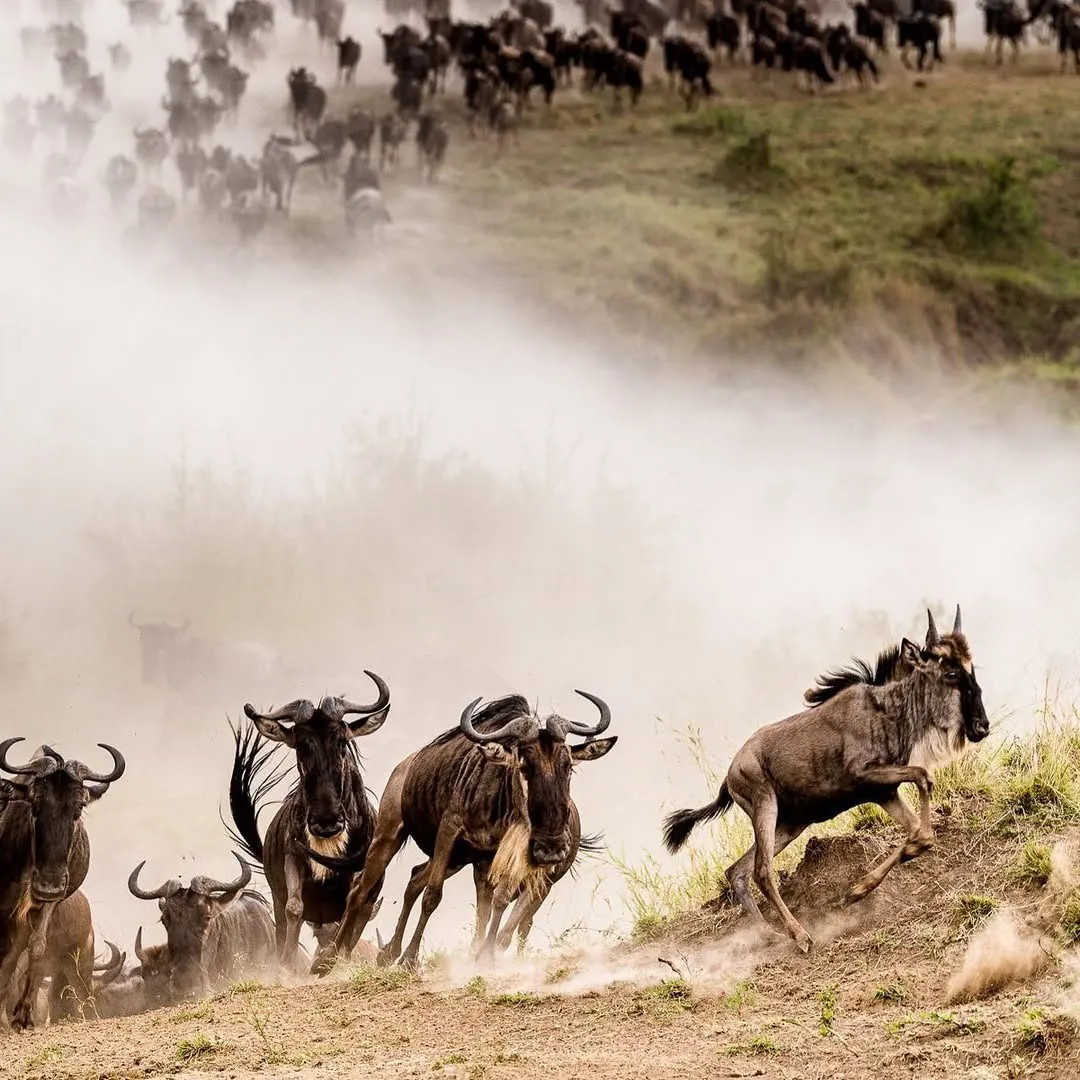 Wildebeest stampede raising dust